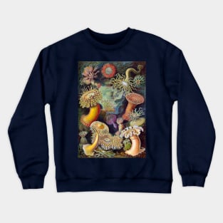 Sea Anemones by Ernst Haeckel Crewneck Sweatshirt